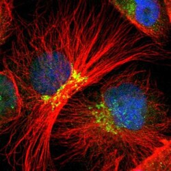 EAPP Antibody, Novus Biologicals:Antibodies:Primary Antibodies
